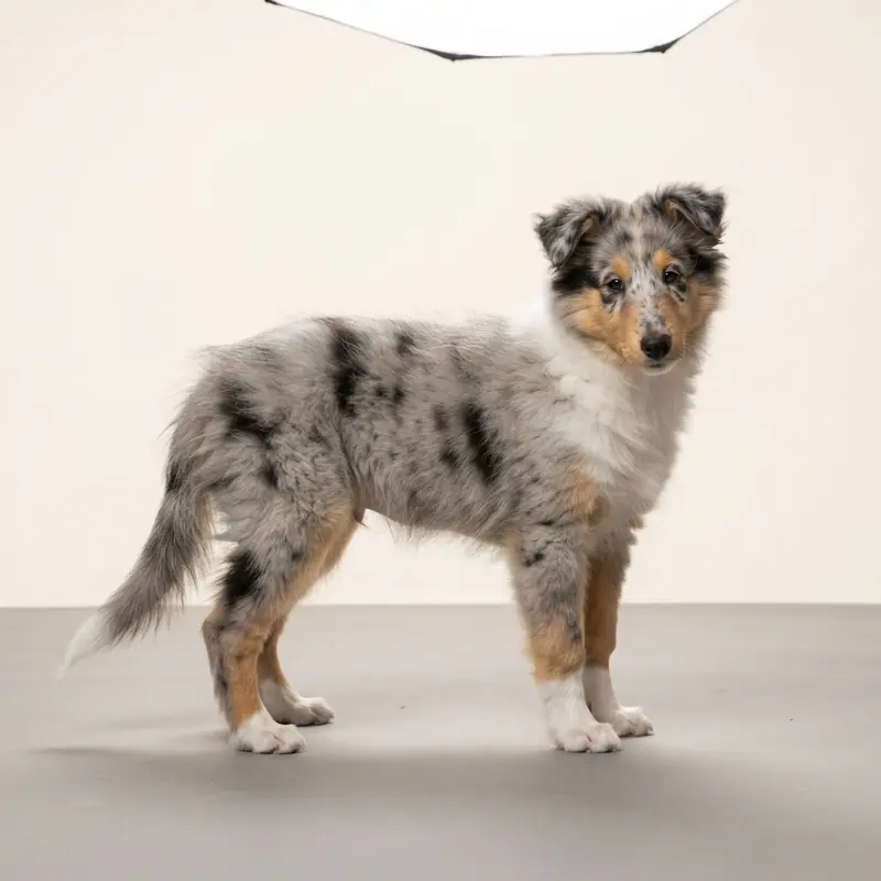 Cucciolo di Collie (a pelo lungo) color Blu merle