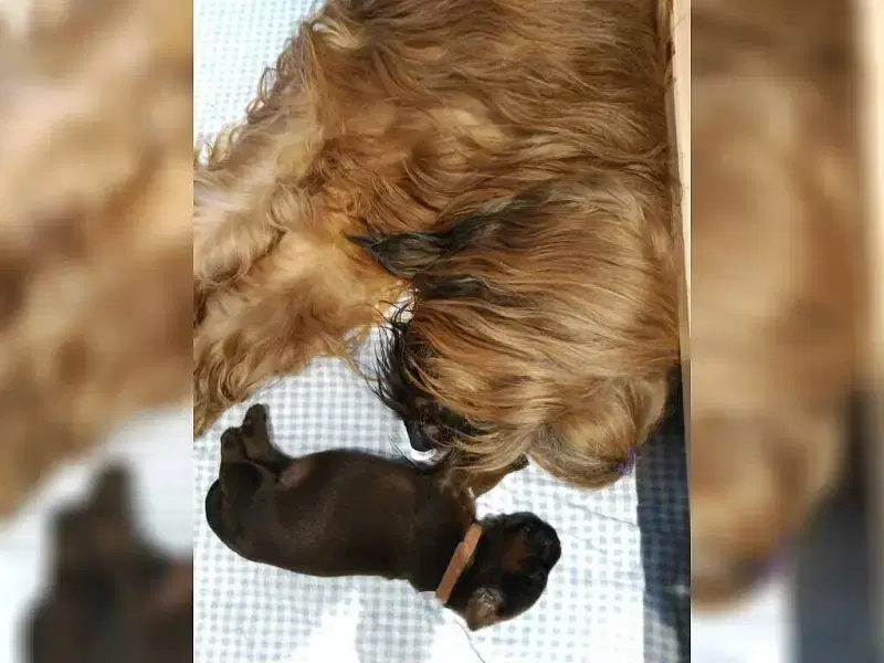 aus Chewbaccas Kinderstube