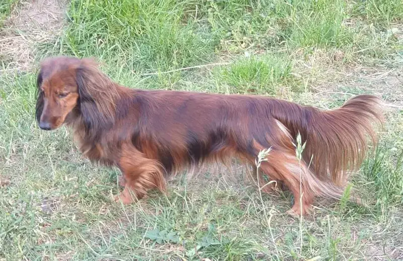 Zwerglanghaar Dackel - Bild 1
