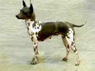 American Hairless Terrier – dog breed