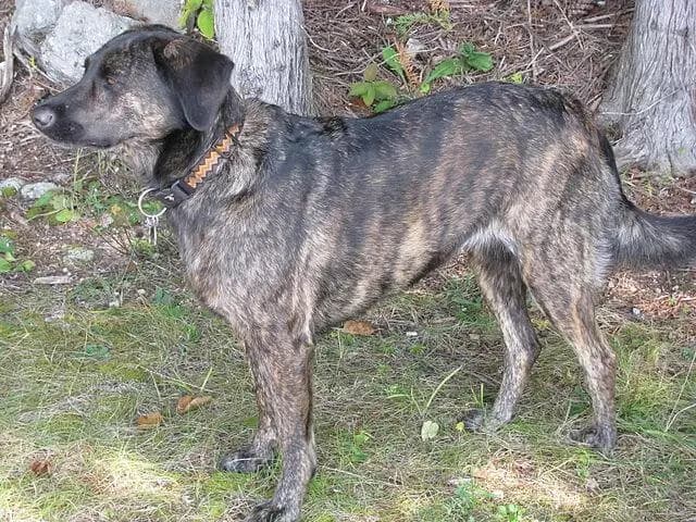 Treeing Tennessee Brindle – razza canina