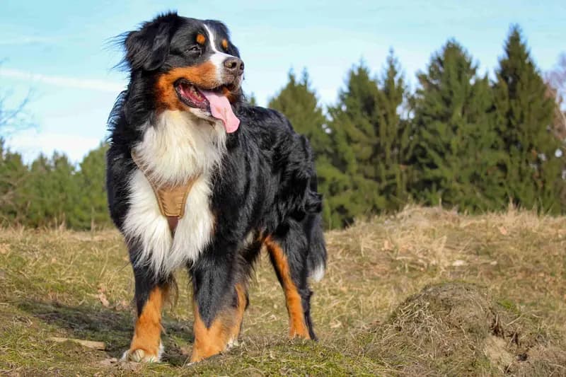 Berner Sennenhund – Hunderasse