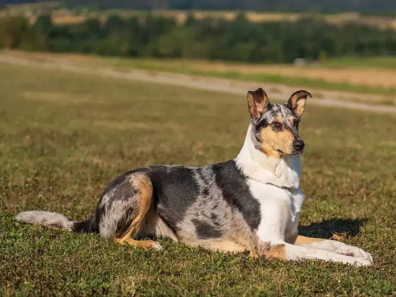 Magic Dream of Black Forest