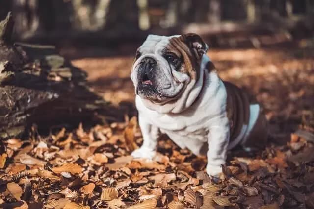 Bulldog – dog breed