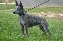 Australian Stumpy Tail Cattle Dog – dog breed