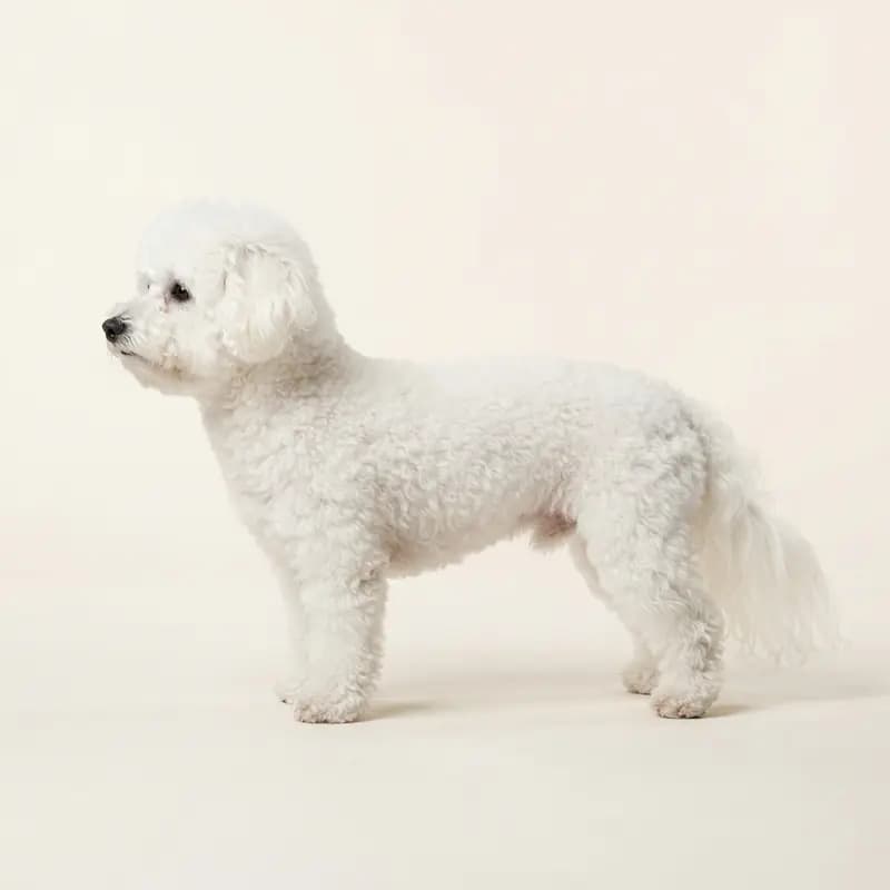 中长毛毛型的比熊犬