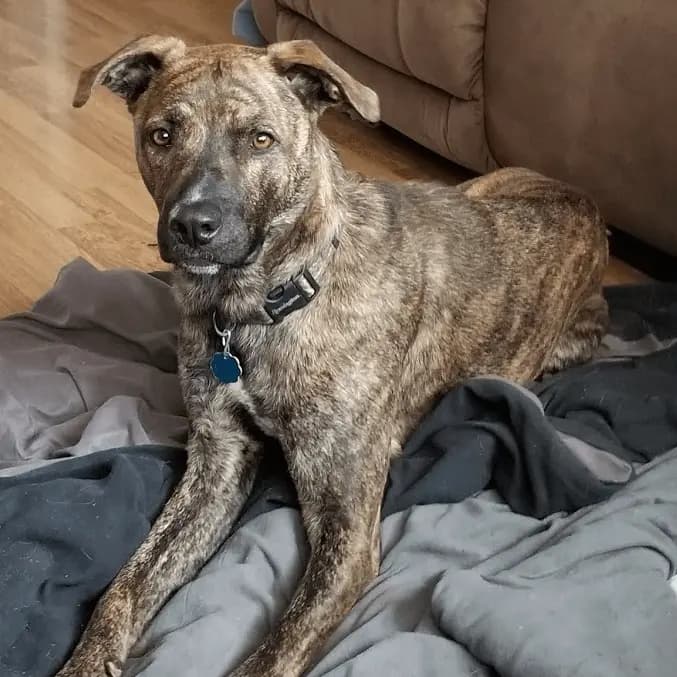 Mountain Cur – Hunderasse