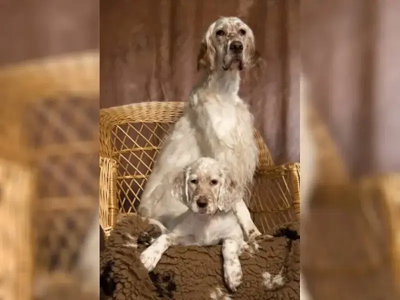 Inheritance of Grace