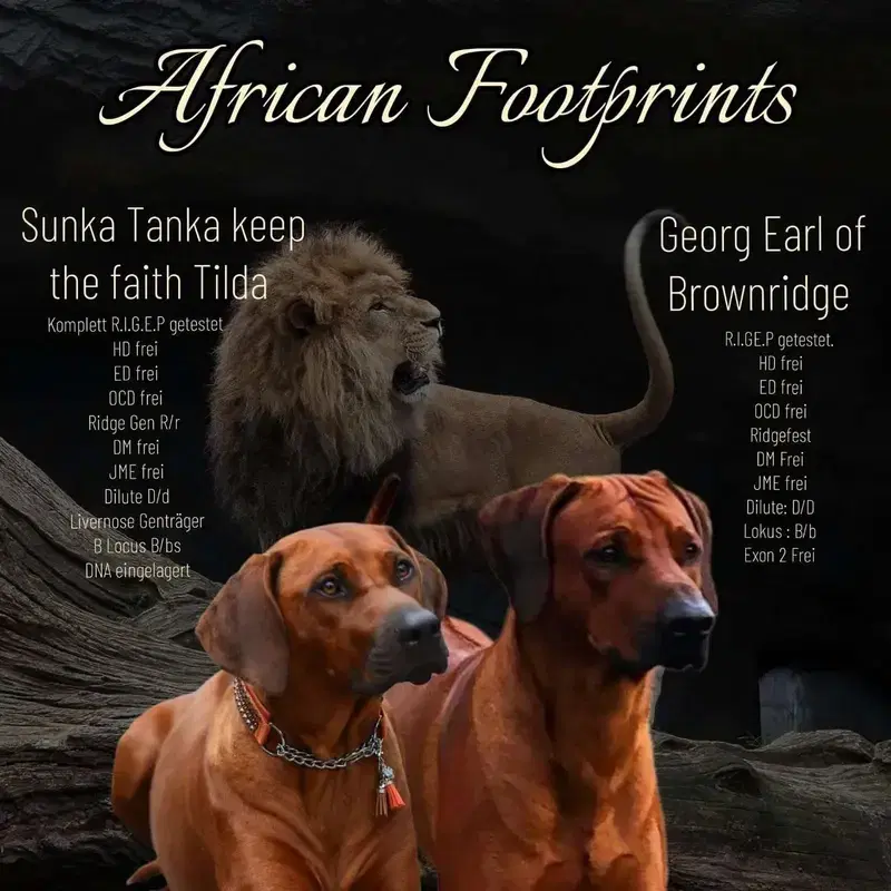 African Footprints - Bild 1