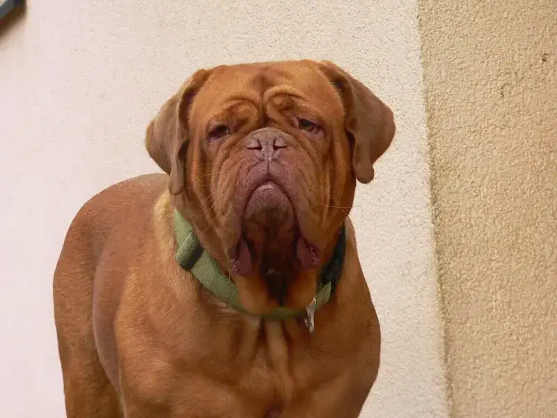 du petit éclat de Lolo