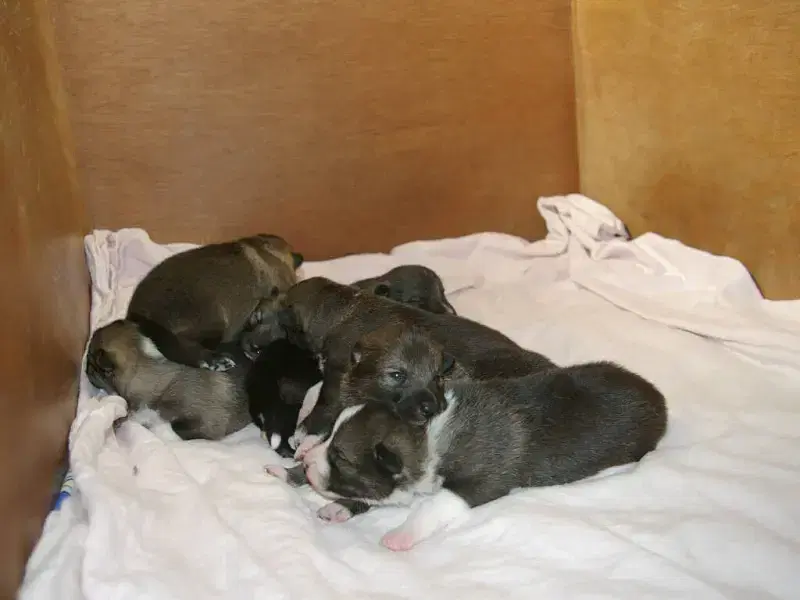 vom Rothsteiner Felsen