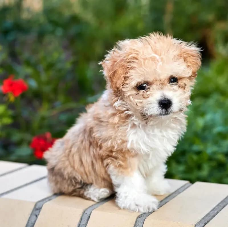 Maltipoo – dog breed