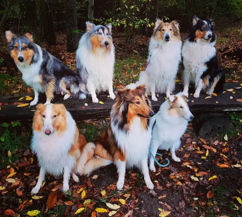 Amerikanische Collies vom Fraulauterbach  - Bild 1