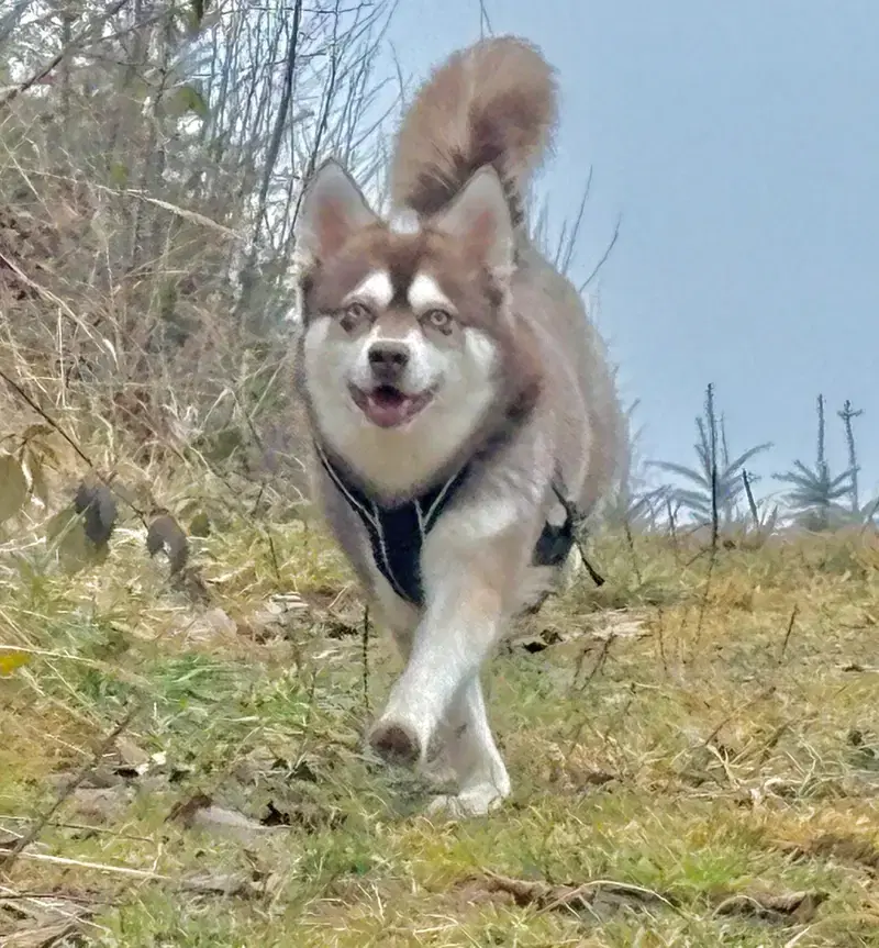 Alaskan Klee Kai at Aurora - Bild 1