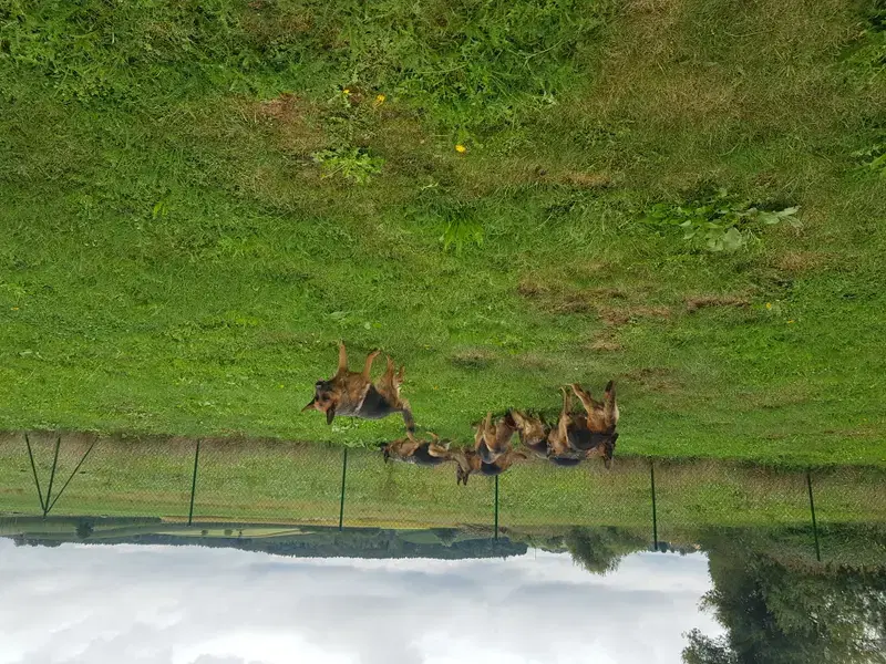 Deutsche Schäferhunde vom Nagler See  (seit 1981 )  - Bild 1