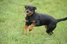 Rottweilerzwinger vom Weiltal  - Bild 1