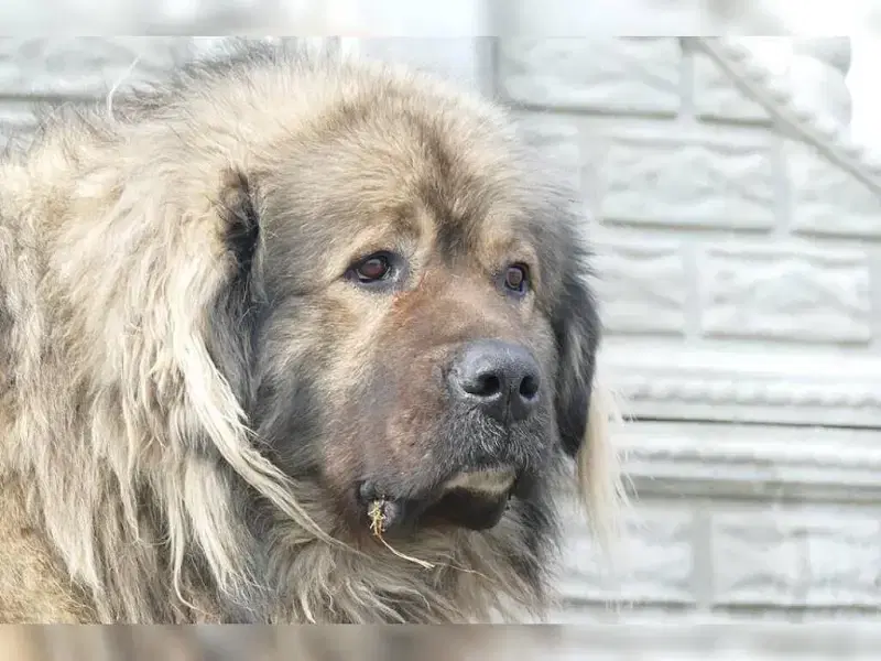 von Telligmann’s Hof