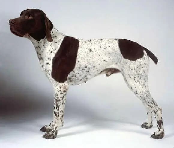 Braque francês, tipo Gascogne – raça de cão