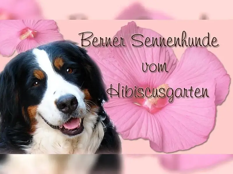 vom Hibiscusgarten