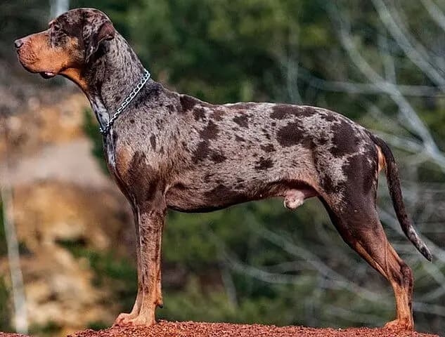 Catahoula Leopard Dog – Hunderasse