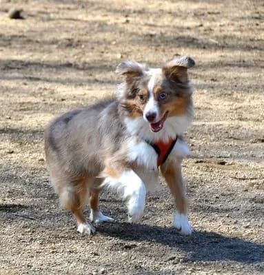 Miniature American Shepherd – Hunderasse
