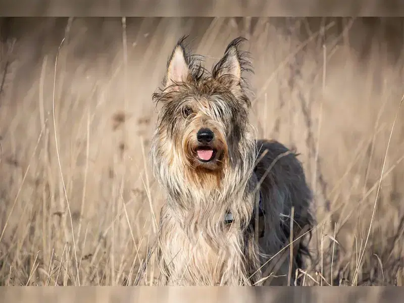 von der Holunderhofbande