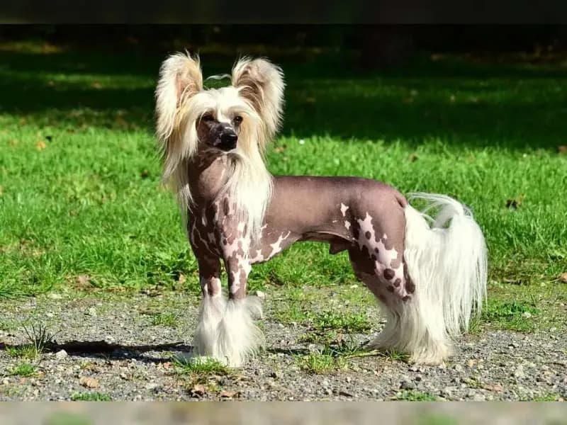 Be My Dog’s