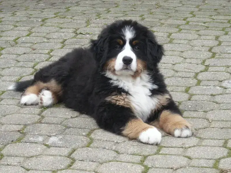 von der Ertheneburg