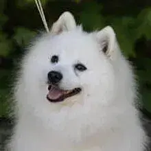 Tiny Snowballs