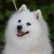 Tiny Snowballs