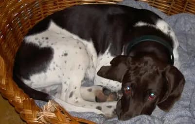 Gammel Dansk Honsehund – Hunderasse