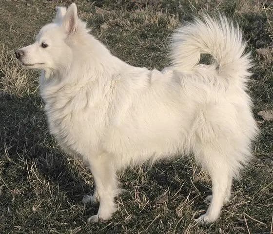 German Spitz – dog breed
