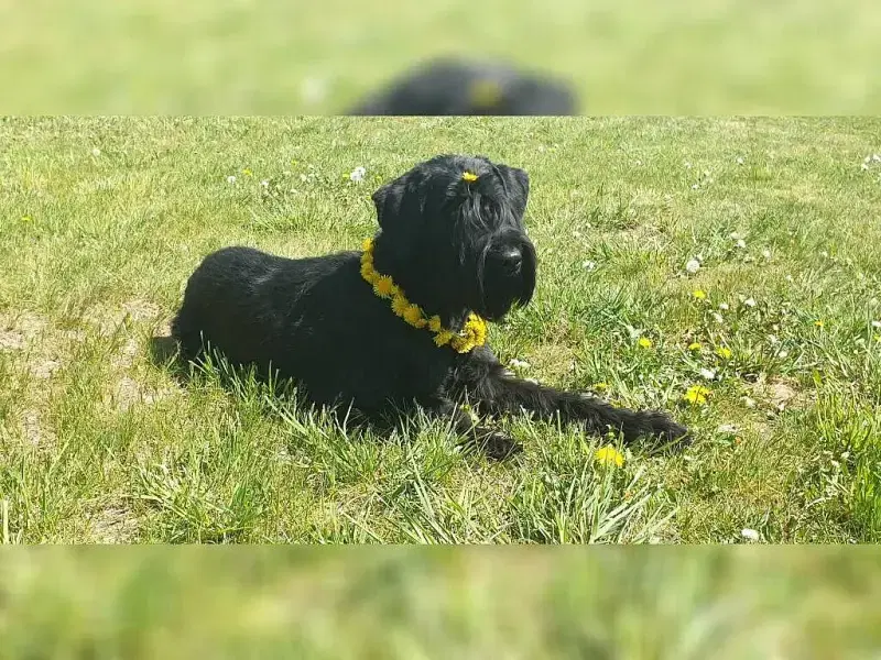 von der Löwenzahnwiese