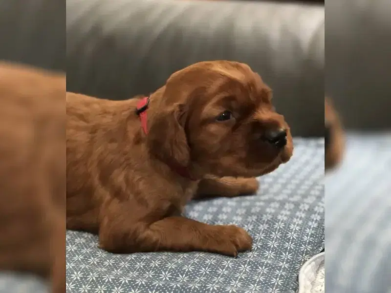 von den Jagdtalenten