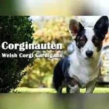 Corginauten