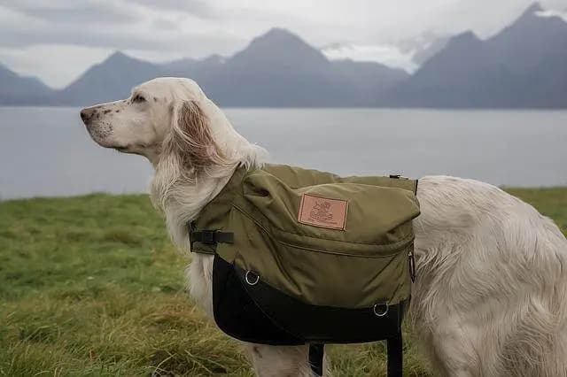 English Setter – Hunderasse
