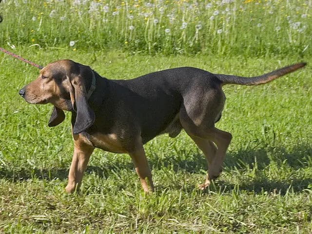 Sabujo do Jura – raça de cão
