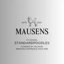 Mausens