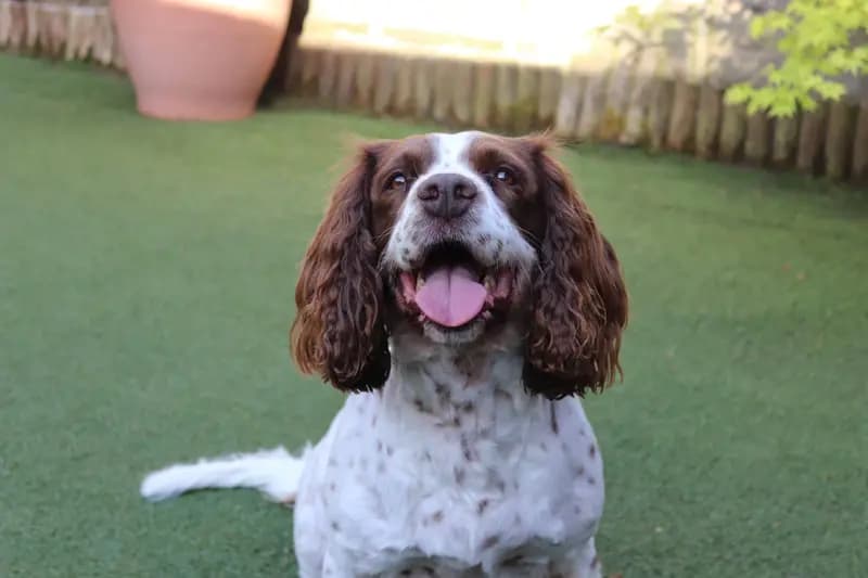 İngiliz Springer Spaniel – köpek ırkı