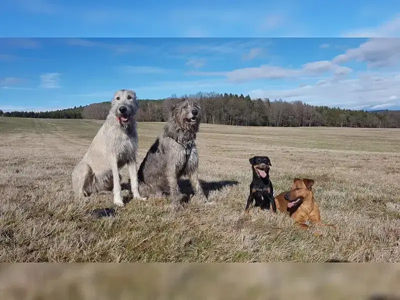 Mighty Guardian’s