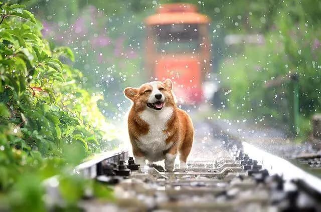 Cardigan Welsh Corgi – dog breed