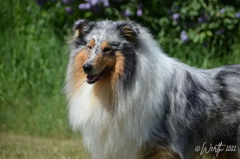 Collies & Shelties from Cherryblossom Dream  - Bild 1