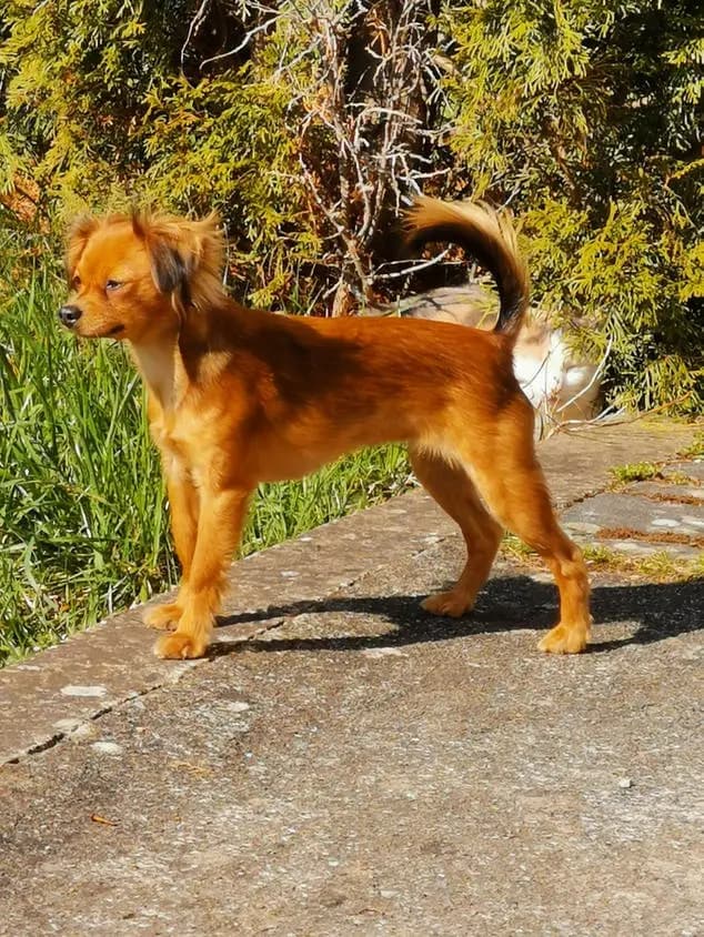 Russkiy Toy a pelo lungo – razza canina
