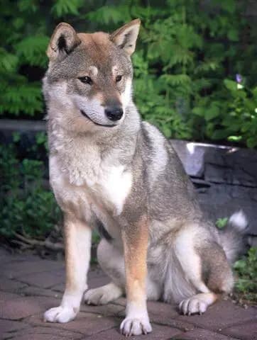Shikoku – dog breed