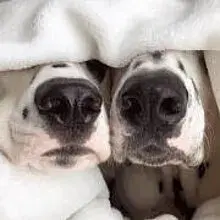 Dolce Dalmata vom Gläserberg