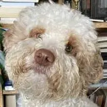 Salotti pieni d'amore