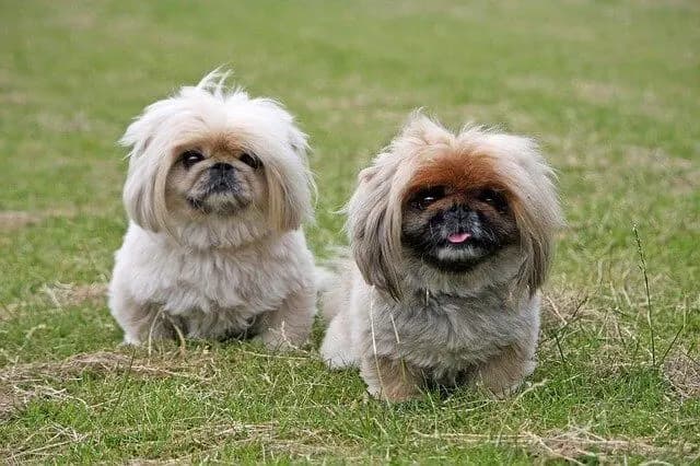 Pekingese – dog breed