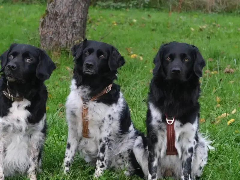 von der Oberrheinebene