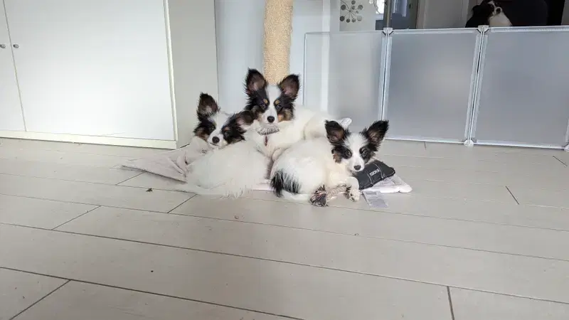 Papillons von der Flussaue  - Bild 1