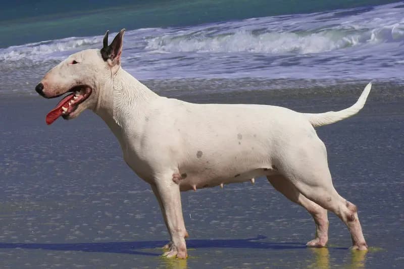 Bull Terrier – Hunderasse